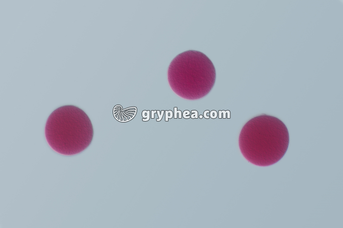 Oursin - embryologie - Ovocytes d'Oursin x100 - gryphea.com